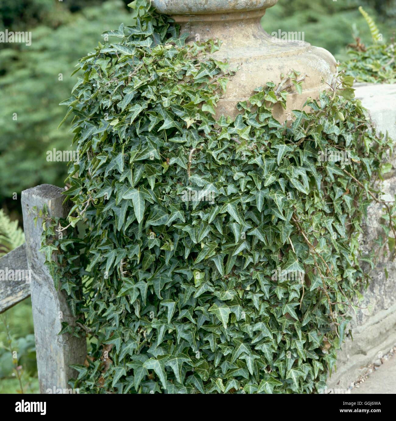 Hedera hibernica - `Sagittifolia'   CLS029380 Stock Photo
